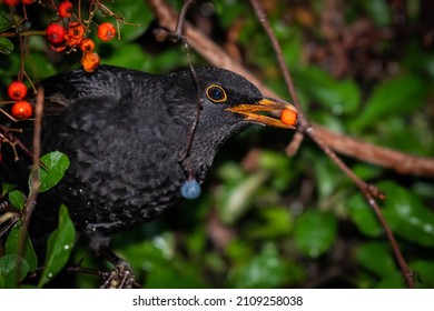 A male blackbird eating a red fruit, cold day in winter, Vienna (Austria)