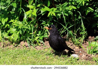 Male Blackbird With Food In It's Beak In A UK Garden