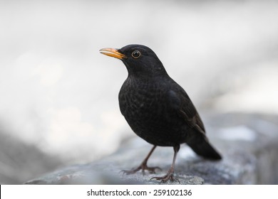 Male Blackbird Isolated On Wall