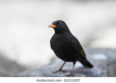 Male Blackbird Isolated On Wall