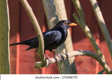 Male Blackbird On Sunlit Branch In A UK Garden