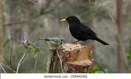 A Male Blackbird Perched, Side View With Feed In The Uk