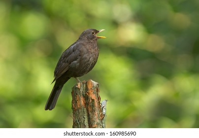 Male Blackbird Singing