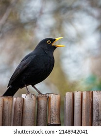 Male Blackbird Singing On Fence