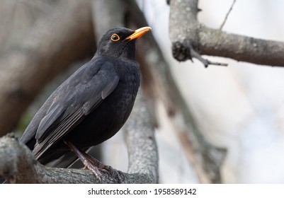 A Male Blackbird Sits On A Branch In Spring