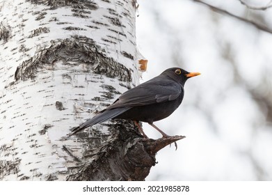 A Male Blackbird Sits On A Branch In Spring