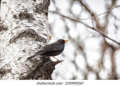 A Male Blackbird Sits On A Branch In Spring