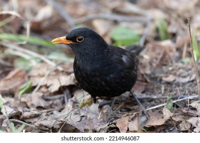 A Male Blackbird In Spring Close Up