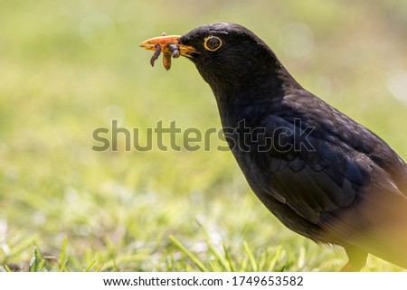 Male blackbird (Turdus merula) close-up with worms in its beak. Close up of a black garden bird in profile standing on a grass lawn with insect food. 