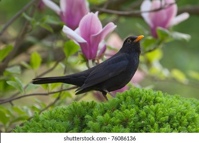 Male Blackbird (Turdus Merula) In Garden In Spring.