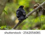 The Male Blackbird (Turdus merula) is an omnivore, feeding on earthworms, insects, and berries. This photo was taken in Phoenix Park, Dublin, where these birds thrive in urban and wooded areas