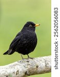 The Male Blackbird (Turdus merula) is an omnivore, feeding on earthworms, insects, and berries. This photo was taken in Phoenix Park, Dublin, where these birds thrive in urban and wooded areas