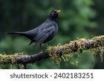 Male Blackbird (Turdus merula)                               on a branch. Autumn day in a deep forest in the Netherlands.                                 