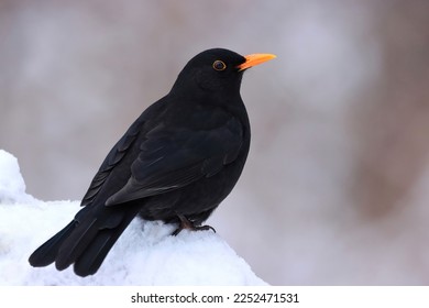 Male blackbird in winter. Closeup of bird sitting on snow.