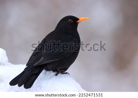 Male blackbird in winter. Closeup of bird sitting on snow.
