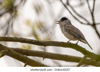 Male blackcap (Sylvia atricapilla) singing on a branch in early spring. UK migratory songbird in the warbler family.