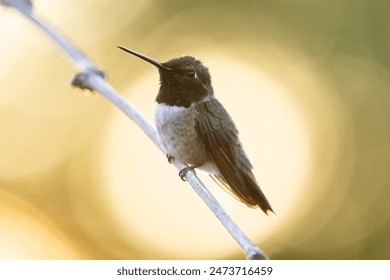 A male Black-chinned hummingbird perches on a small twig with the light of the setting sun shining through the leaves of a tree in the background and making a halo around the tiny bird. - Powered by Shutterstock
