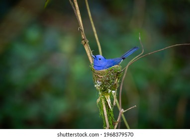 Male Black-naped Monarch On His Nest In The Jungle.