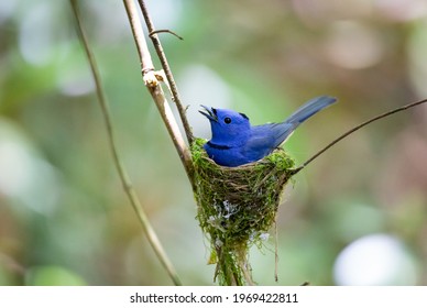 Male Black-naped Monarch On His Nest In The Jungle.