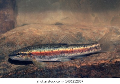 A male Blacknose Dace (Rhinichthys) minnow found in a stream in the Genesee River Watershed, NY. This is right where the Blacknose Dace and Eastern Blacknose Dace come together.
