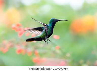 Male Black-throated Mango, Anthracothorax nigricollis, hovering in flight in a garden with colorful blurred background. - Shutterstock ID 2179790759