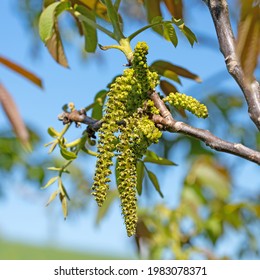 3,703 Walnut blossom Images, Stock Photos & Vectors | Shutterstock