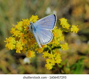 A male Blue Copper butterfly on a field flower.