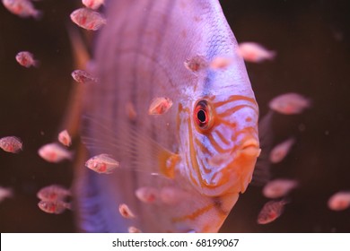 Male Blue Diamond Discus And Baby Fish