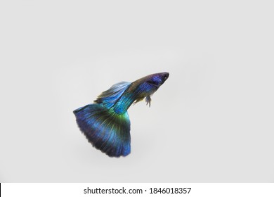 Taiwan Guppy Images Stock Photos Vectors Shutterstock