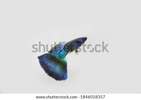 Male blue moscow guppy on white