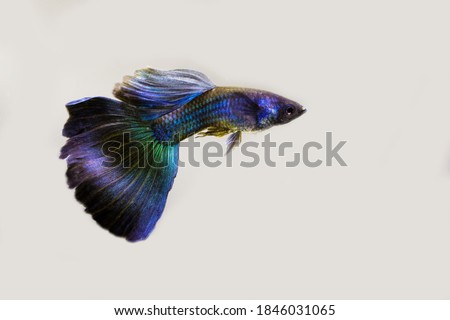 Male blue moscow guppy on white