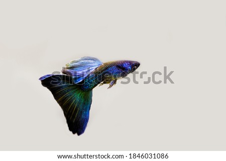 Male blue moscow guppy on white