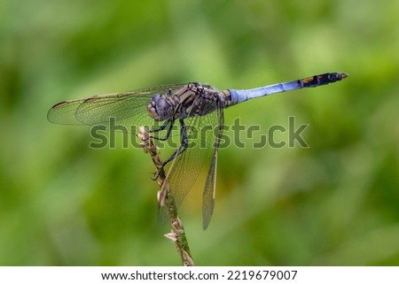 Male Blue Skimmer Dragonfly (Orthetrum caledonicum) - NSW, Australia
