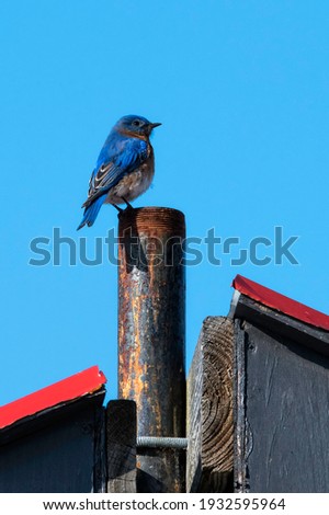 Male bluebird perched on a bat house  at the Five Rivers Education Center in Delmar, New York.