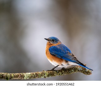 15,093 Bluebird Images, Stock Photos & Vectors | Shutterstock