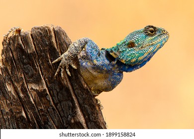 Blue Headed Agama Lizard High Res Stock Images Shutterstock