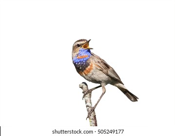 The Male Bluethroat Birds Singing On A Branch On White Isolated Background