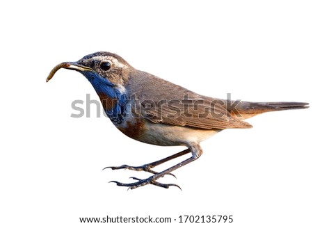 Male of Bluethroat holding worm meal in its beaks isolated on white background, bird eating in action