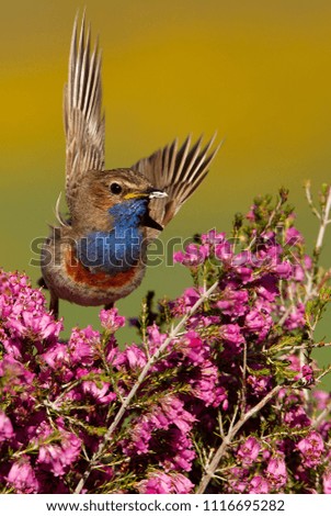 Bluethroat Biology