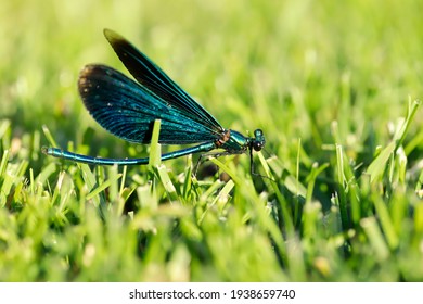 Male Blue-winged Dragonfly Lies In The Grass