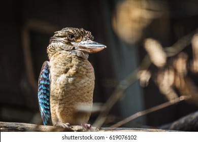 Male of blue-winged kookaburra (Dacelo leachii). Wildlife animal.