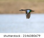 Male Blue-winged Teal in Flight against Reeds Over Lake