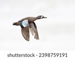 Male Blue-winged Teal (Spatula discors) in flight - Florida