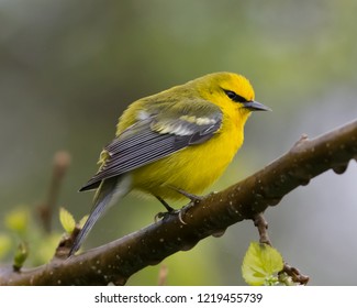 A male Blue-winged Warbler perching on a branch