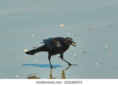 Male Boat Tailed Grackle On The Beach Searching For Food In Myrtle Beach South Carolina