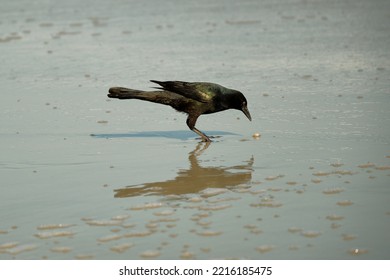 Male Boat Tailed Grackle On The Beach Searching For Food In Myrtle Beach South Carolina