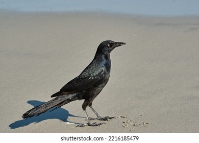 Male Boat Tailed Grackle On The Beach Searching For Food In Myrtle Beach South Carolina