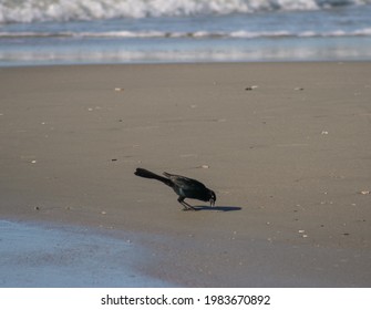 Male Boat-Tailed Grackle In Folly Island, SC