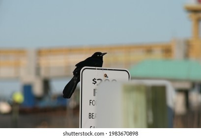 Male Boat-Tailed Grackle In Folly Island, SC