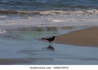 Male Boat-Tailed Grackle In Folly Island, SC